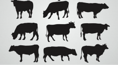 ibadah-korban-hari-raya-haji-qurban-kambing-lembu-kerbau