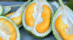 durian-musang-king-harga-mahal-murah-sedap-lazat-buahdurian-pokokdurian-durianmurah